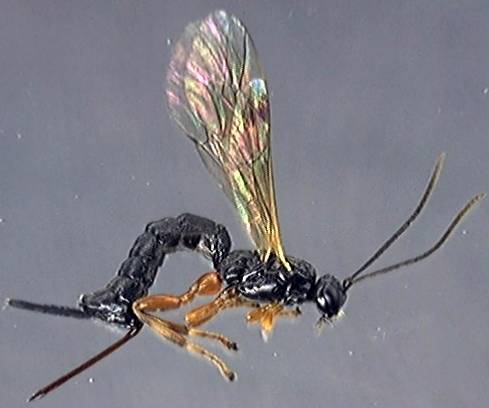Ichneumonidae 28